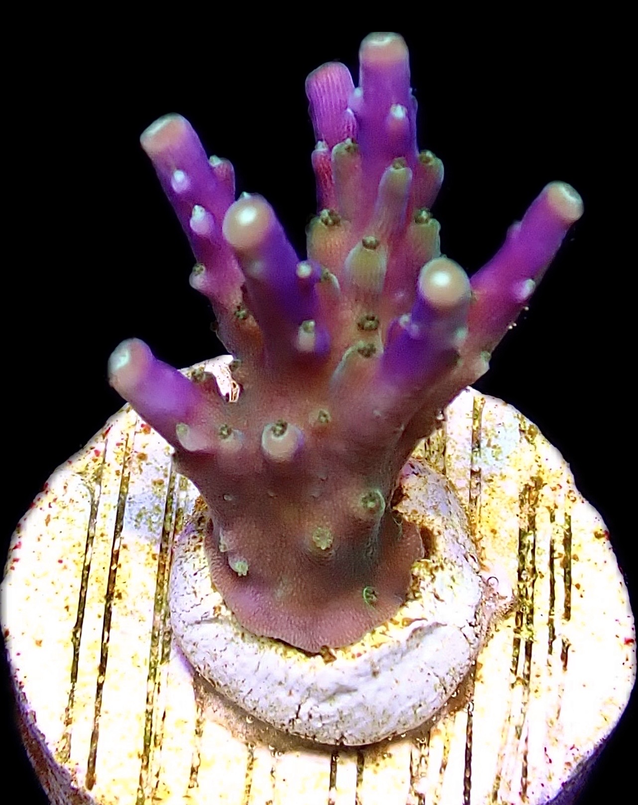 WYSIWYG M3 Purple Monster Acropora Frag