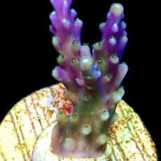 WYSIWYG M21 Purple Monster Acropora Frag