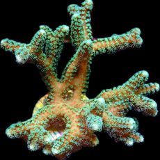 WYSIWYG 48 Super Bright Fibre Optic Seriatopora 60mm Colony
