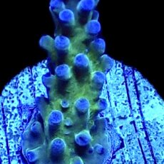 WYSIWYG 14H Electric Miyagi Tort Acropora Frag