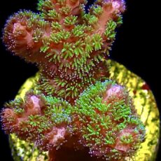 WYSIWYG 16B Amethyst Gem Pocillopora Frag