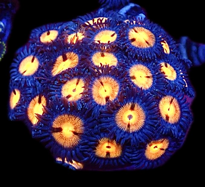 Orange Crush Zoanthid Frag ( 20+Polyps )