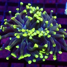 WYSIWYG  Neon Branching Hammer 16