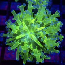 WYSIWYG Atomic Glow Frogspawn 1
