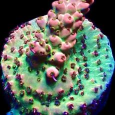 WYSIWYG 9H Raspberry Bali Shortcake Acropora Frag