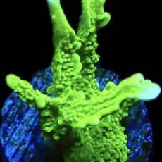 WYSIWYG 10J Elkhorn Montipora Frag