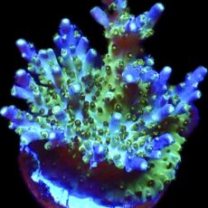 WYSIWYG 16H Pearlberry Acropora Large