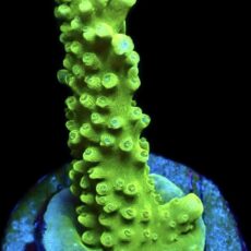 WYSIWYG 17H Bali Slimer Staghorn Acropora