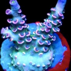 WYSIWYG 8G Parma Violet Acropora Tenius