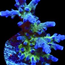 WYSIWYG 18E Electric Miyagi Tort Acropora Frag Large