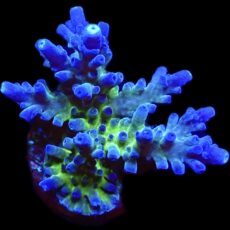 WYSIWYG 19G Electric Miyagi Tort Acropora Frag Extra Large