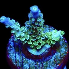 WYSIWYG 17E Acropora Tenius Frag
