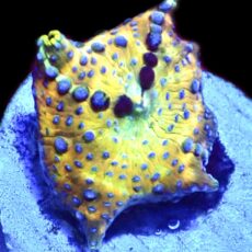 WYSIWYG Sapphire Bounce Mushroom A28