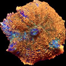 WYSIWYG 30G Ultra Rhodactis Mushroom