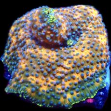 WYSIWYG A43 Ultra Discosoma Mushroom