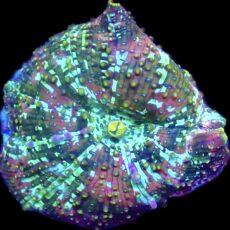 WYSIWYG A44 Ultra Discosoma Mushroom