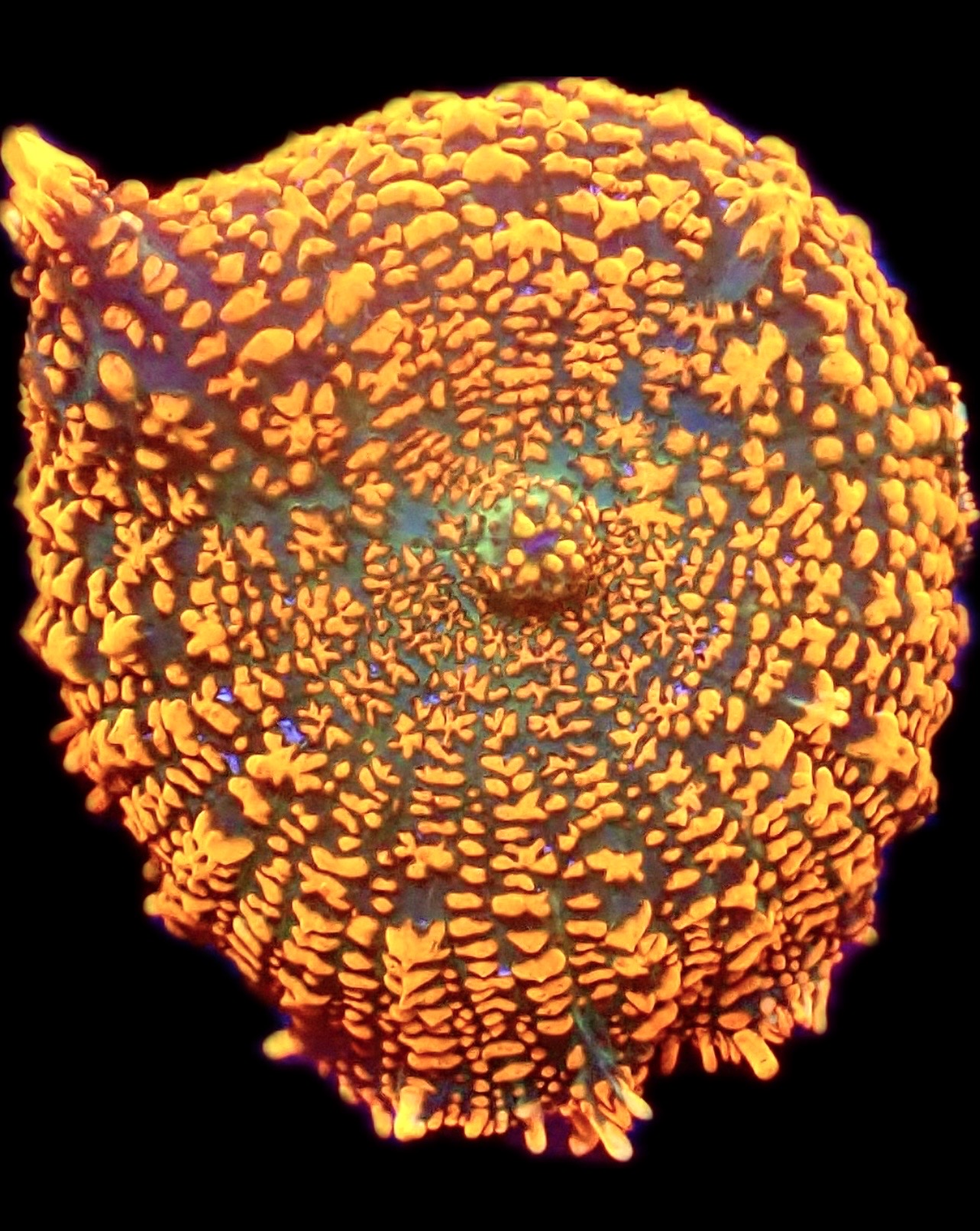 WYSIWYG A45 Ultra Rhodactis Mushroom
