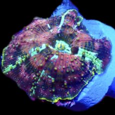 WYSIWYG A27 Ultra Discosoma Mushroom