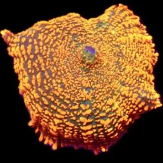 WYSIWYG A47 Ultra Rhodactis Mushroom
