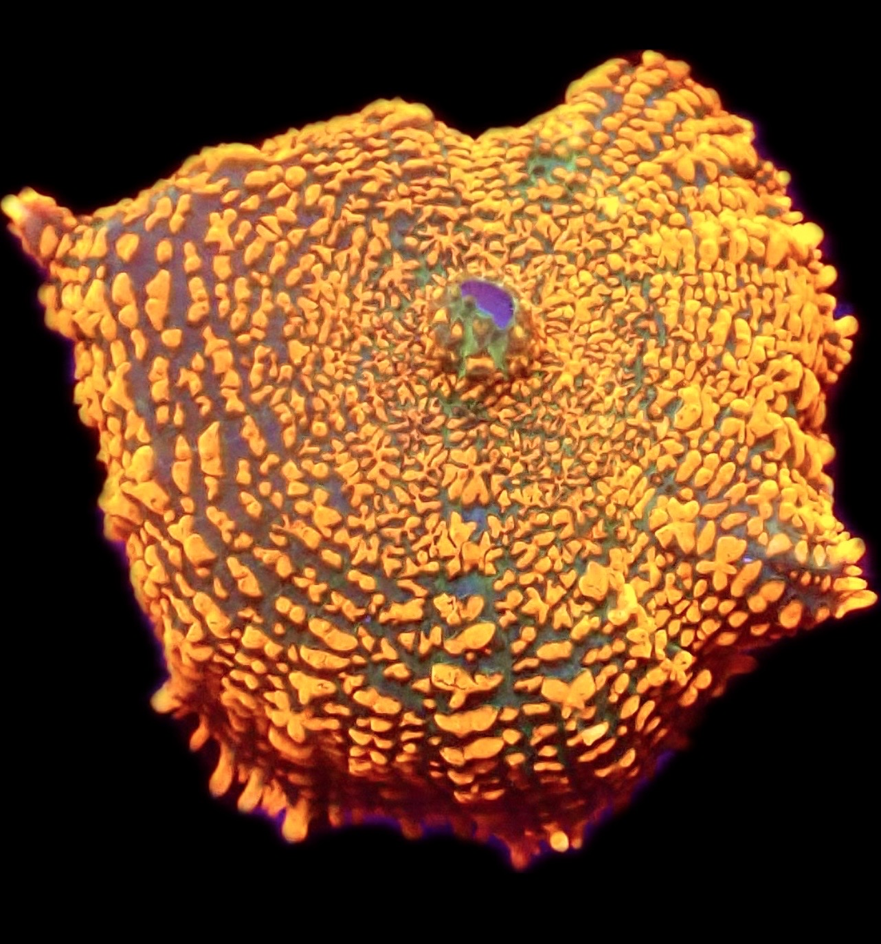 WYSIWYG A47 Ultra Rhodactis Mushroom