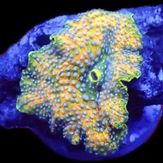 WYSIWYG Ultra Discosoma Mushroom A51