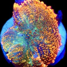 WYSIWYG Ultra Rhodactis Mushroom A52