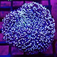 WYSIWYG T1 Large Pinky / Lime Frilly Mushroom Double Head