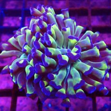WYSIWYG Branching Tri-Colour Hammer 10