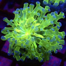 WYSIWYG Atomic Glow Frogspawn 1