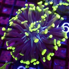 WYSIWYG  Neon Branching Hammer 25