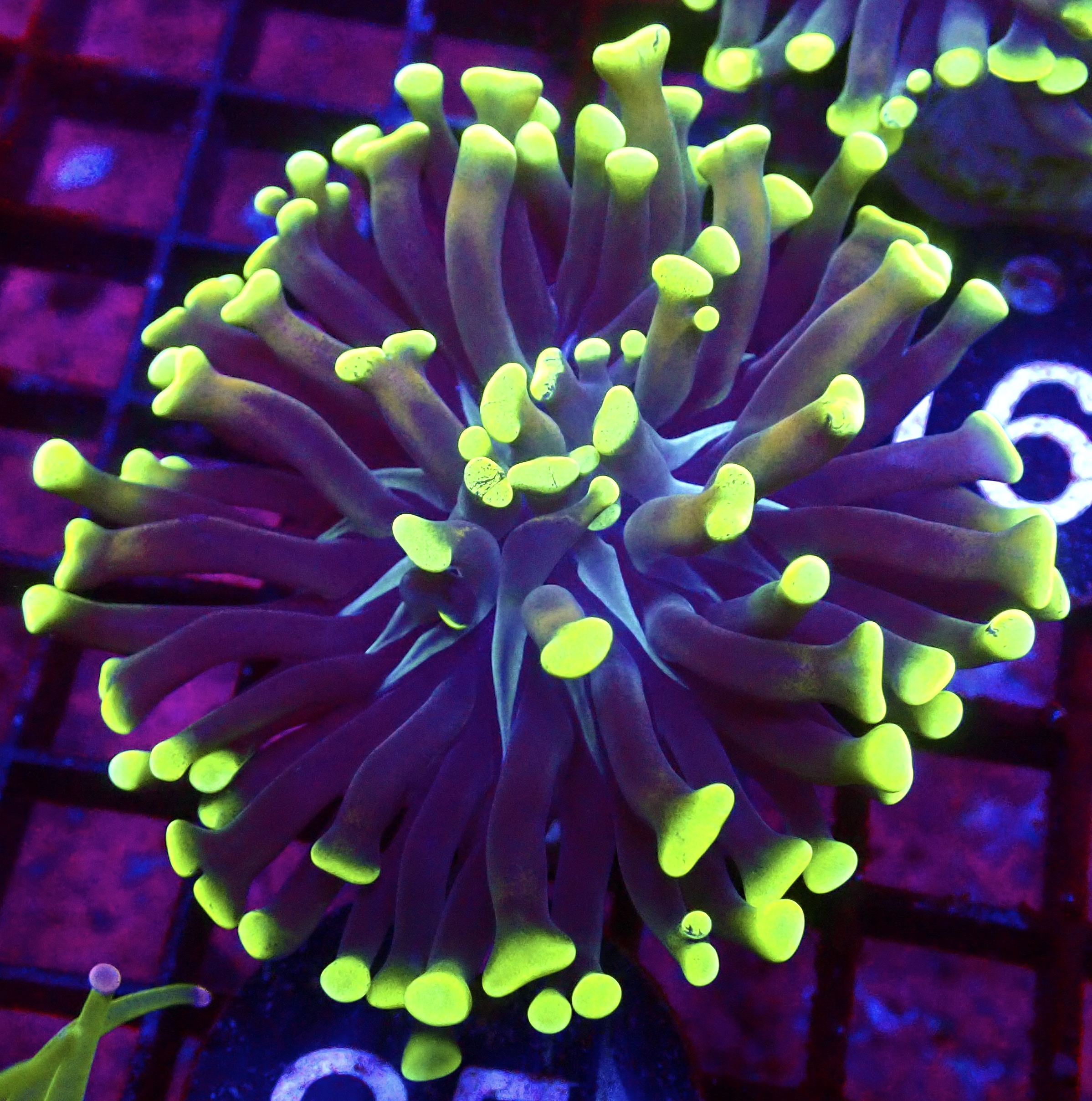 WYSIWYG Neon Branching Hammer 25