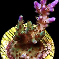 WYSIWYG 15i Pearlberry Acropora