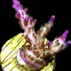 WYSIWYG 8H Pearlberry Acropora Frag
