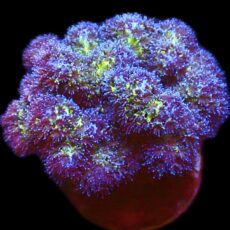 WYSIWYG 13J Pocillopora Frag