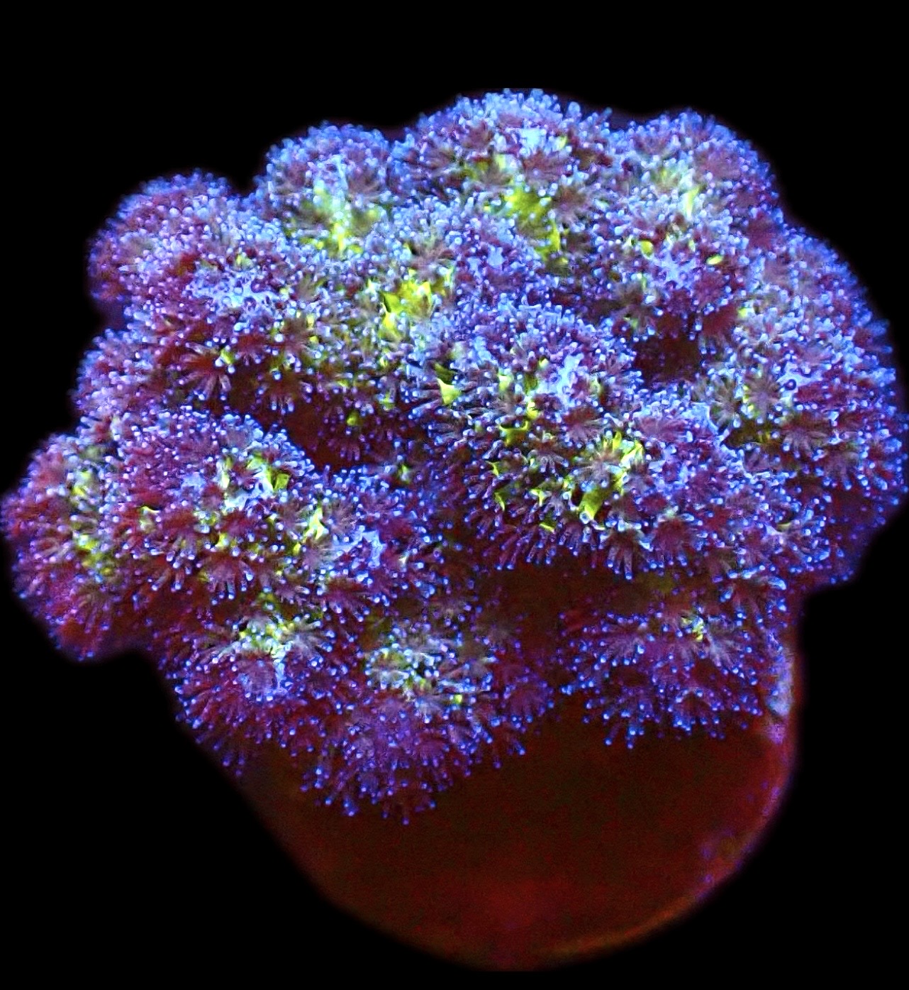 WYSIWYG 13J Pocillopora Frag