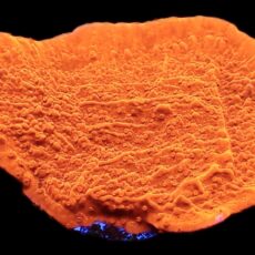 WYSIWYG 12K Bright Orange Plating Montipora Frag Extra Large