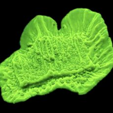 WYSIWYG 13K Toxic Lime Plating Montipora Frag