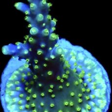 WYSIWYG M8 Purple Monster Acropora Frag