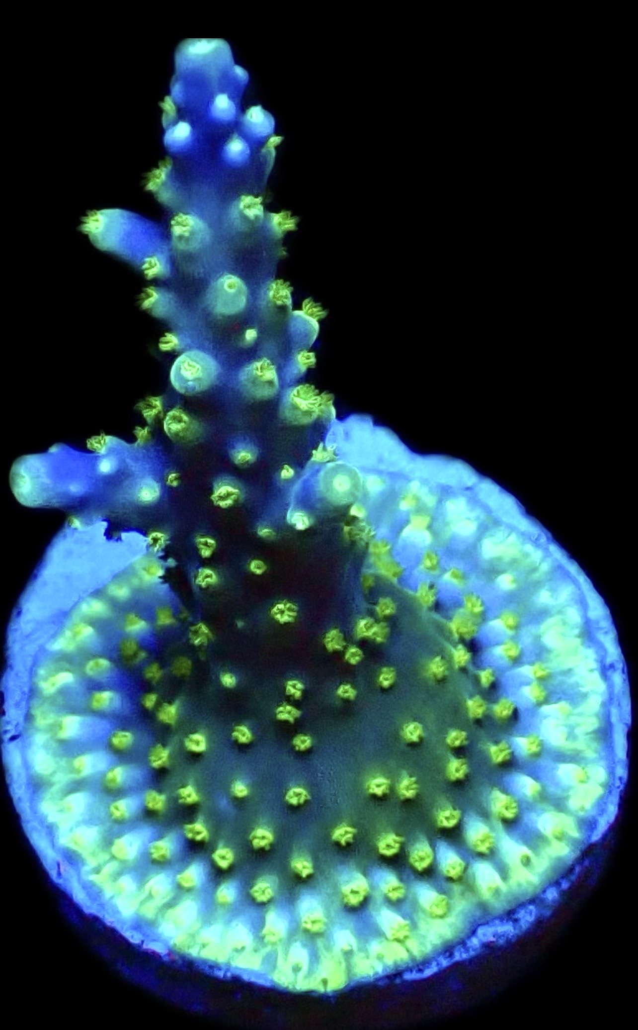 WYSIWYG M8 Purple Monster Acropora Frag