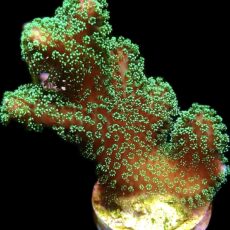 WYSIWYG 25H Emerald Shimmer Stylophora Extra Large