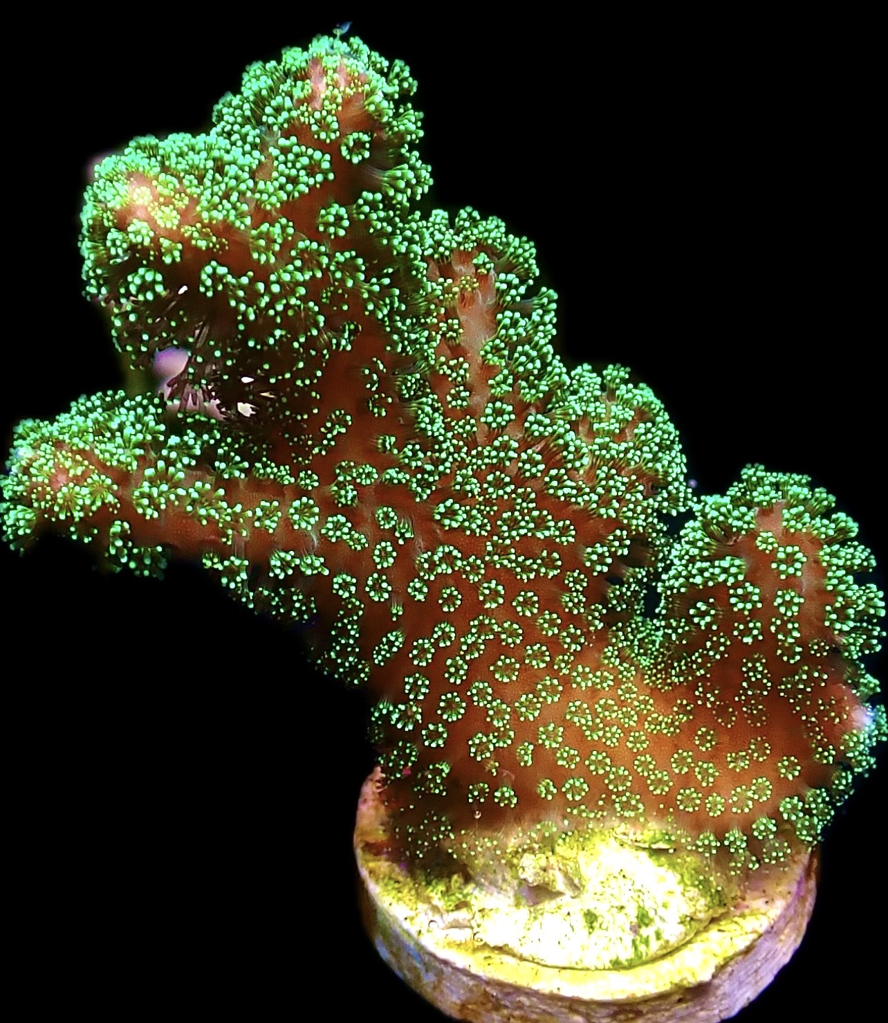 WYSIWYG 25H Emerald Shimmer Stylophora Extra Large