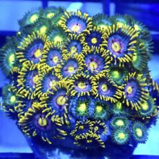 WYSIWYG Zoanthid Frag R2
