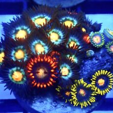 WYSIWYG  Zoanthid Frag R4