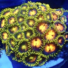 WYSIWYG  Zoanthid Frag R5