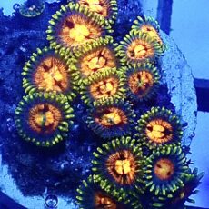 WYSIWYG Zoanthid Frag R6
