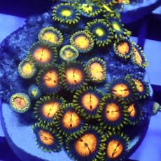 WYSIWYG Zoanthid Frag R8