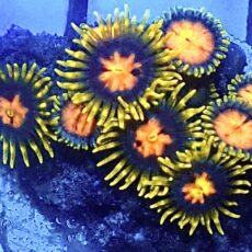 WYSIWYG Zoanthid Frag R10