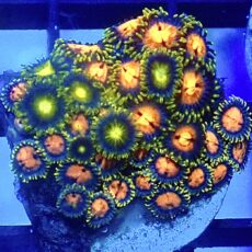 WYSIWYG Zoanthid Frag R11
