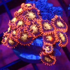 WYSIWYG  Zoanthid Frag C27