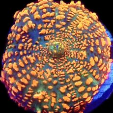 WYSIWYG Ultra Rhodactis Mushroom A6